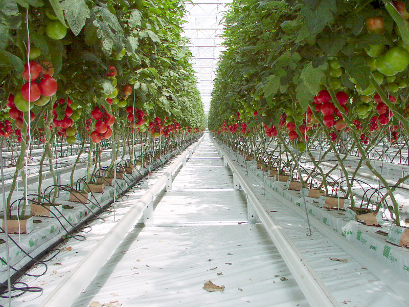 Illustration for article titled How Vertical Farming is Revolutionizing the Way We Grow Food